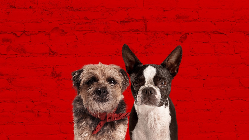 Kulağı Kesikler izle